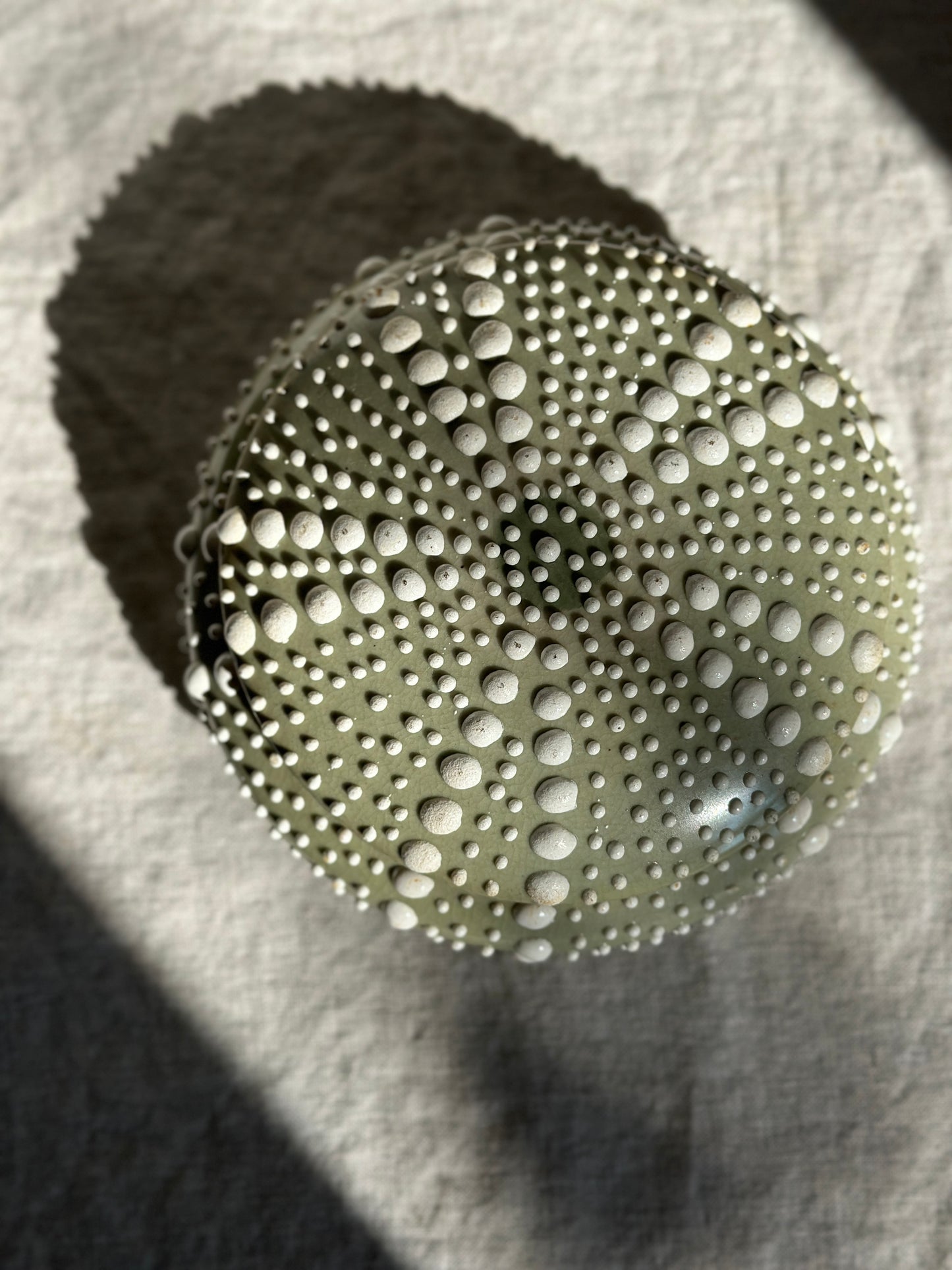 16 oz Ceramic Sea Urchin Lidded Dish